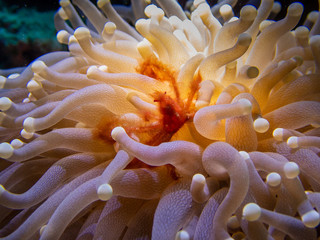 Orangutan crab (Achaeus japonicus), is a crab of the family Inachidae (spider crabs or decorator crabs) at the Derawan Islands, Indonesia.  Underwater Photography and marine life.