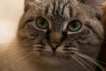 Cat face with serious eyes. Closeup. Selective focus