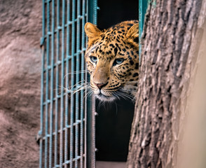 beautiful walking leopard, attractive scene with leopard walking in dry grass, attractive wild...