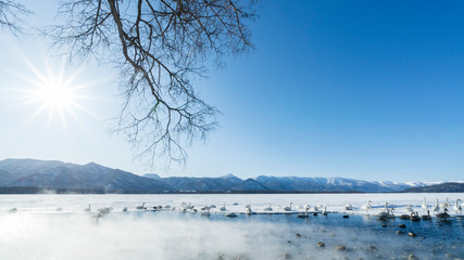 Whooper Swans of Lake Kussharo in Hokkaido, Japan. Wintering swans find open water thanks to volcanic hot springs along the shore line.