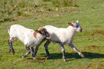 Dutch Heath sheep. two white lambs are happily jumping on a sunny morning in the grass, small horns. Friesland, the Neherlands