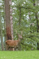 Red deer in the forest with pines and oaks in a wildlife park at the end of summer