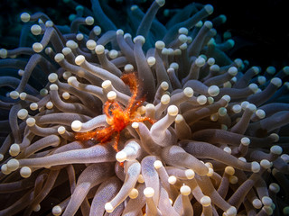 Orangutan crab (Achaeus japonicus), is a crab of the family Inachidae (spider crabs or decorator crabs) at the Derawan Islands, Indonesia.  Underwater Photography and marine life.