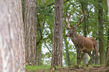 Naklejka na ściany i meble Red deer in the forest with pines and oaks in a wildlife park at the end of summer