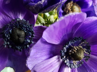 Anemone is a genus of flowering plants in the family Ranunculaceae. The genus is closely...