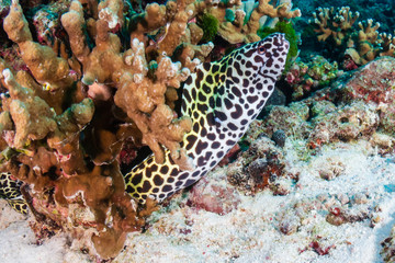 Beautiful Honeycomb Moray Eel hidden amongst hard corals on a tropical reef - obrazy, fototapety, plakaty