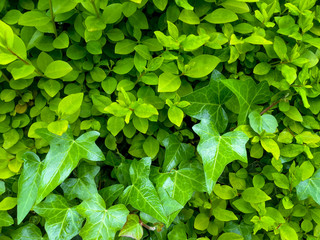 Fototapeta na wymiar bush and ivy texture