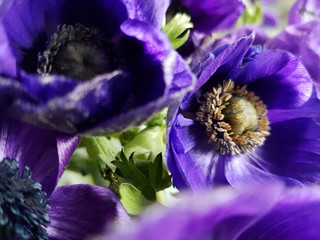 Anemone is a genus of flowering plants in the family Ranunculaceae. The genus is closely...