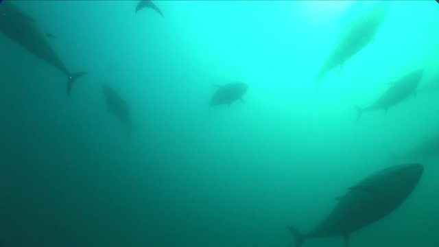 school of tuna fish underwater yellow fin wildlife ocean scenery bluefin
