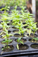 Pepper seedlings. Seedlings in the greenhouse close-up. The concept of preparing for the planting season in agriculture.