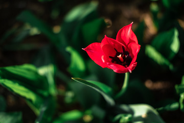 one red Tulip blooms in a flower bed, a red flower with a black center
