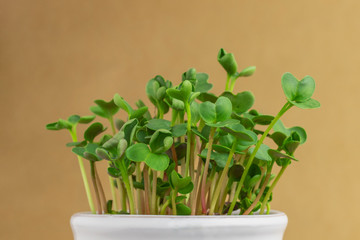Microgreens on brown background. Close-up. Selective focus, blurred background.