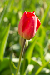 Red Tulip close-up. spring flowers