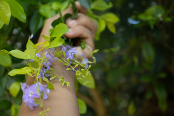 hand holding lilac