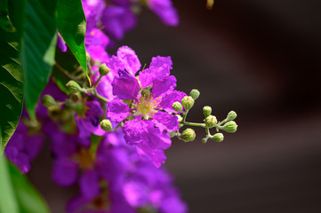 Lagerstroemia floribunda, medium-sized tree, single leaf, young leaves, red, with short hairs, soft, covered. The old leaves will disappear. The tips of the leaves are pointed lobes. The base is pinki