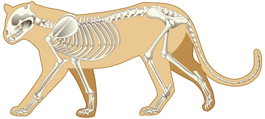Outline of leopard and the skeleton on white background