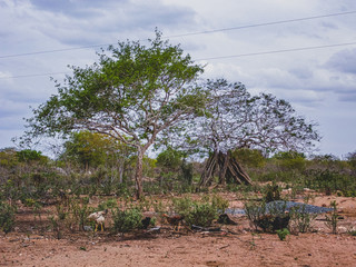 Imagem de uma região rural no sertão do cariri. Conta com a caatinga como bioma, exclusivamente...