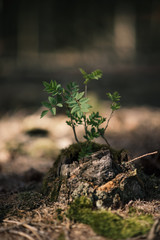 Young rowan tree seedling grow from old stump in Czech forest.  Seedling forest is growing in good conditions. - 345066806