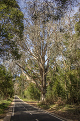 Eucalipto centenario