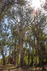 Eucalipto centenario