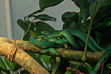Raue Grasnattern (Opheodrys aestivus) bei der Balz.