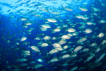 A large school of Jacks in a blue, tropical ocean (Richelieu Rock)