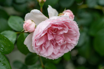 ピンク色のバラ