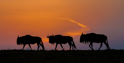 Fototapeta na wymiar Wildebeast wandering on the Massai Mara, heading for the Great Migration