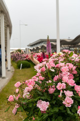 Fototapeta na wymiar 山口宇部空港で咲いたピンク色のバラ