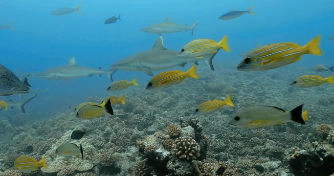 Bluelined snapper fish with sharks in the Pacific Ocean. Underwater life with fishes and sharks swimming near coral reef in the Ocean. Diving in the clear water - 4K