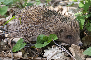 Hedgehog, a wild European hedgehog in the forest with green grass and green blurred background.