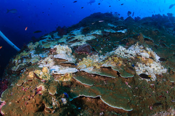 Fototapeta na wymiar Underwater coral bleaching event on a hard coral reef system due to higher than normal ocean temperatures