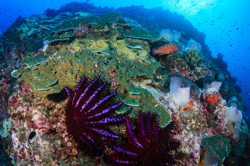 Predatory Crown of Thorns Starfish feeding on and damaging a tropical coral reef