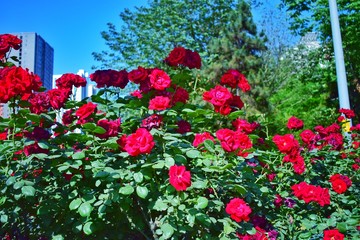 flowers in the garden