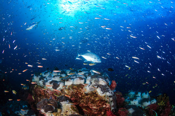 Fototapeta na wymiar Tropical fish on a beautiful coral reef at Richelieu Rock, Surin Islands