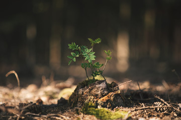 Young rowan tree seedling grow from old stump in Czech forest.  Seedling forest is growing in good...
