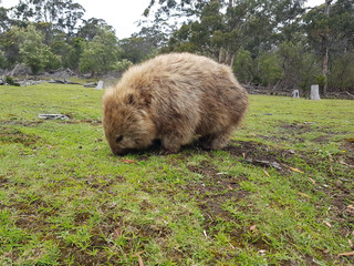 Wombat