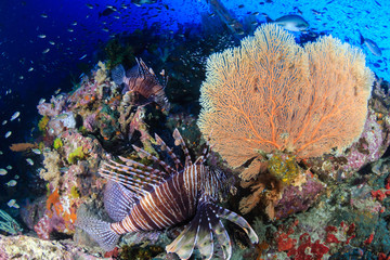 A colorful, beautiful Lionfish surrounded by corals and tropical fish on a healthy reef