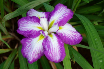 菖蒲、アヤメ、紫色の可憐で優雅な花々