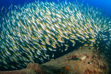 Fototapeta na wymiar Schools of small tropical fish around an old underwater shipwreck