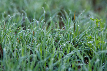 Fresh green grass with morning dew.
