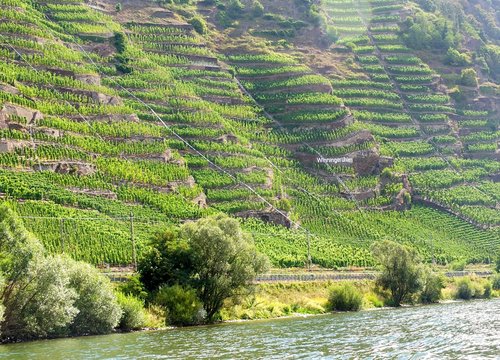 Vineyard Uhlen Moselle near Winningen Germany Mosel Wine Grape Wein Steillage