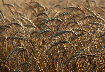Golden wheat field ready for harvest