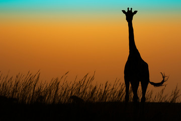 A crepuscular giraffe in an african game reserv and National Park