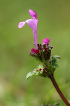 Flor de Zapatitos de la Virgen