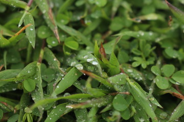 Fototapeta na wymiar early morning photograph of water drops on grass