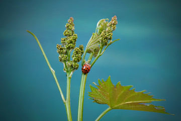 Closeup of green tender leaves and fruit of wine grape with lady bug in spring time © sima