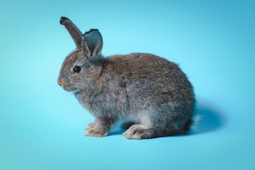 Happy adorable fluffy gray bunny rabbit with long ears on blue background, cute pet with celebration Easter holiday and spring coming concept,