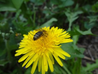 A bee sits on a yellow dandelion flower and collects pollen. Close-up. In the background is green grass.