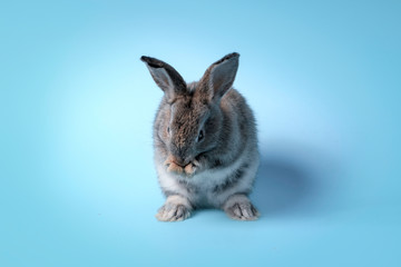 Happy adorable fluffy gray bunny rabbit with long ears standing up on hind legs on blue background, cute pet with celebration Easter holiday and spring coming concept